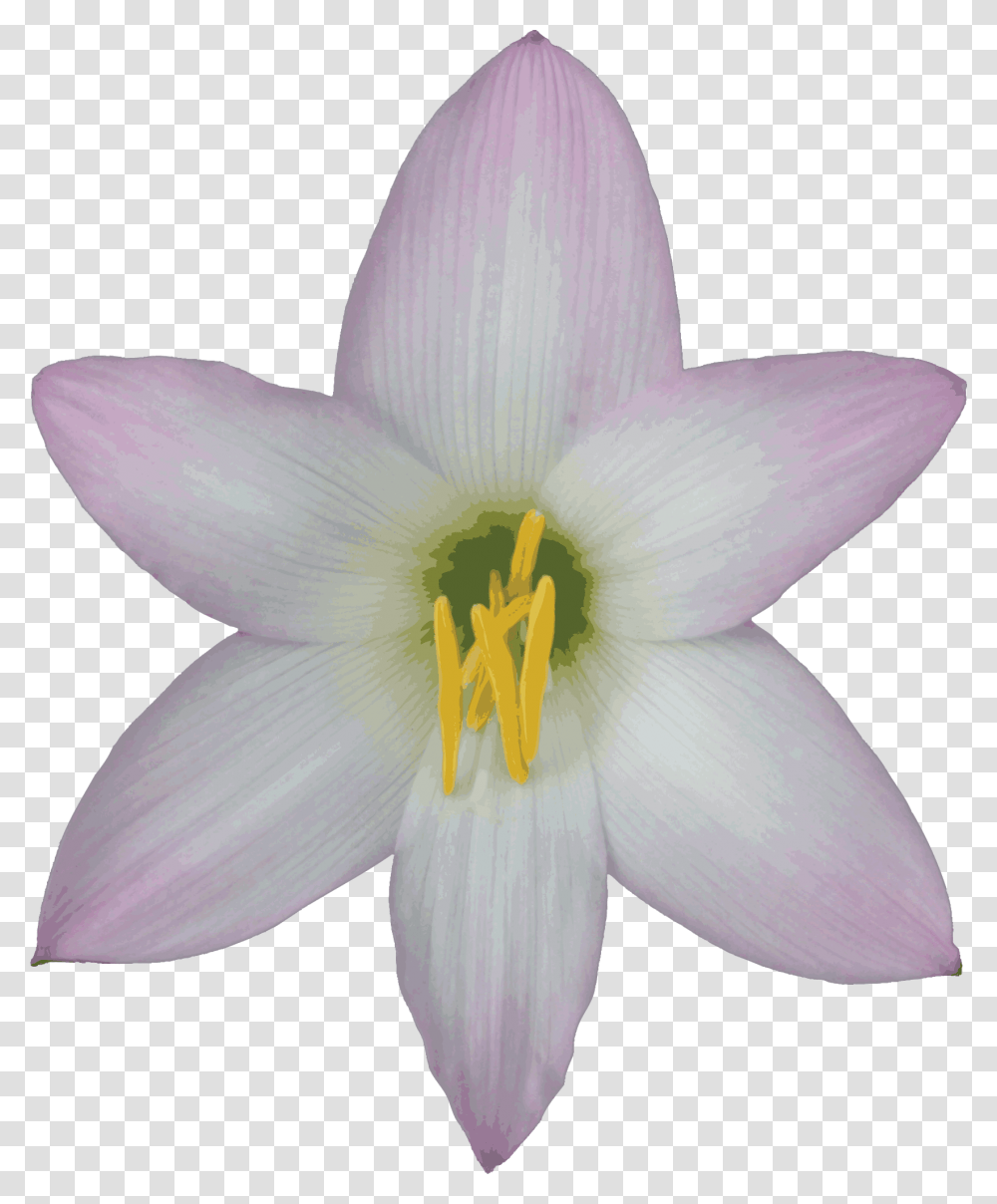 Bellflower Images Lily With No Background, Plant, Blossom, Bird, Animal Transparent Png