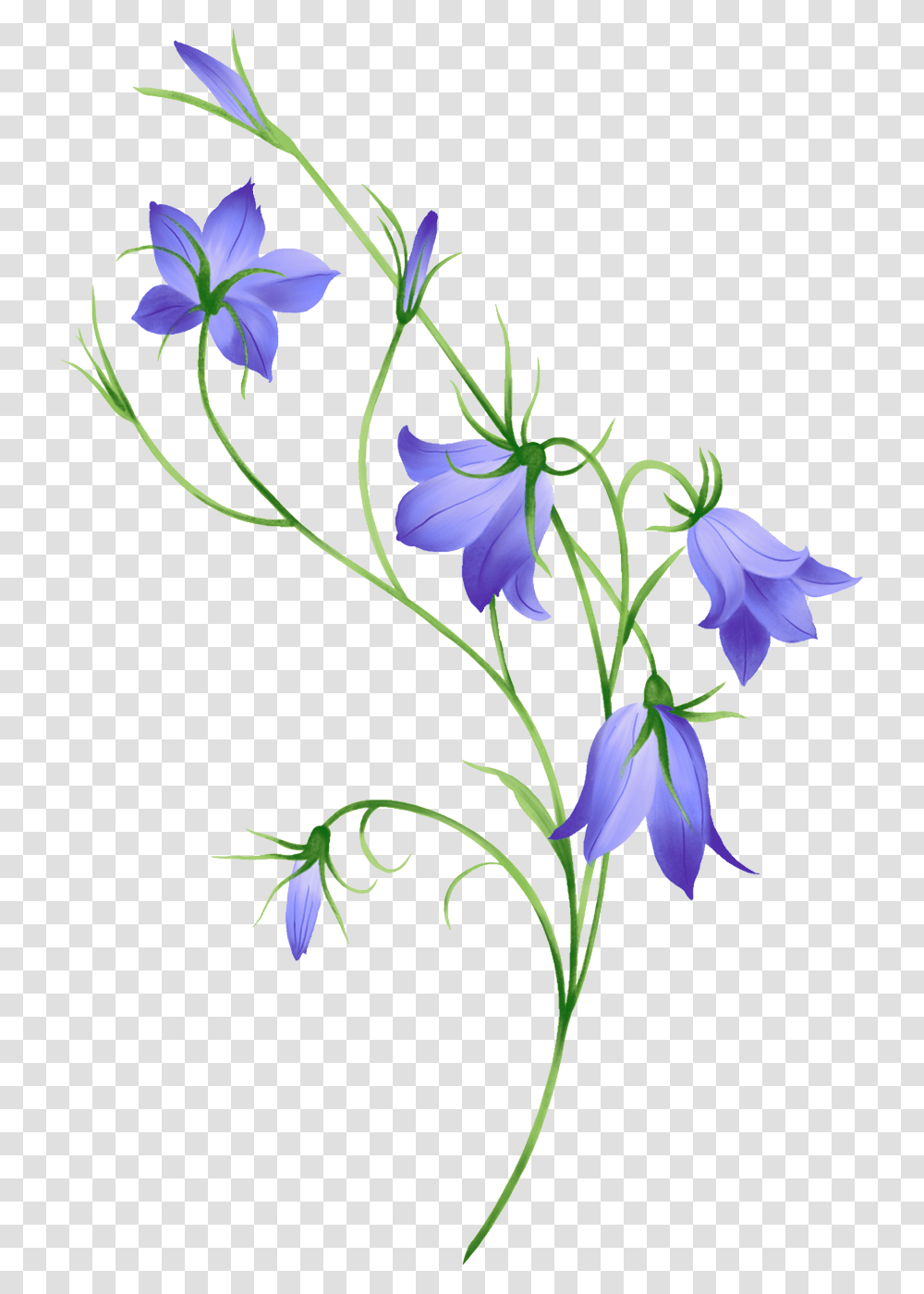 Bellflower, Iris, Plant, Blossom Transparent Png