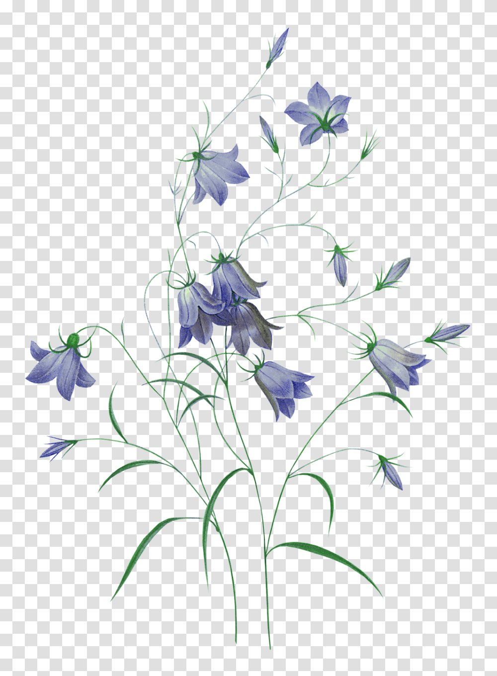 Bellflower, Plant, Acanthaceae, Blossom, Amaryllidaceae Transparent Png