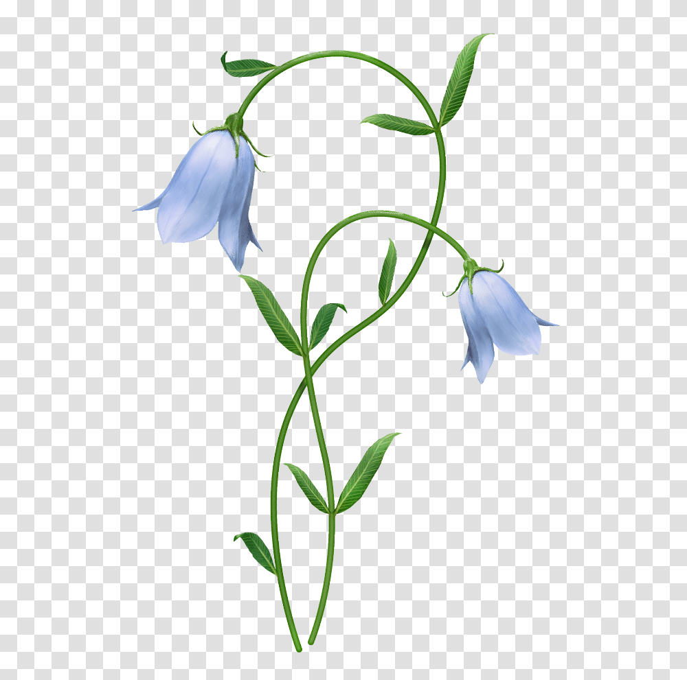 Bellflower, Plant, Blossom, Acanthaceae, Amaryllidaceae Transparent Png
