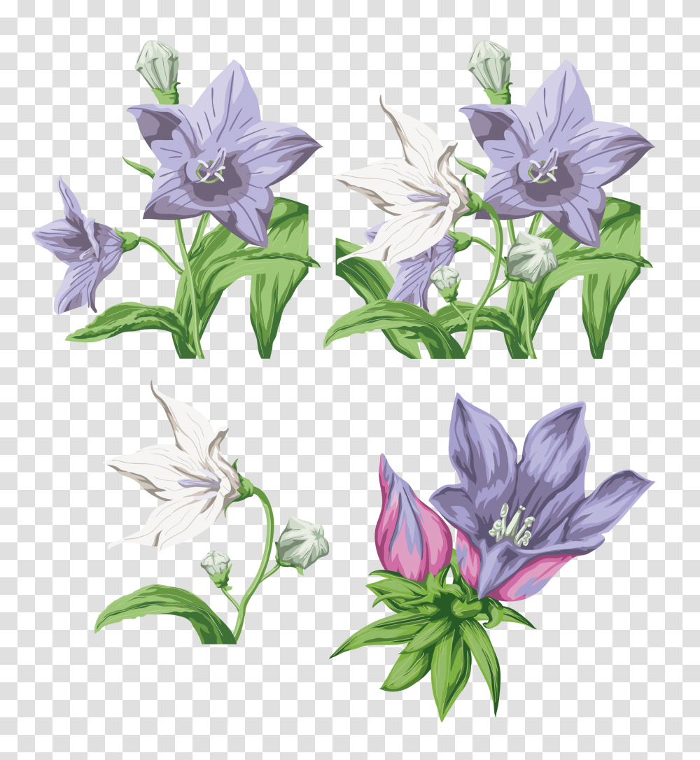 Bellflower, Plant, Blossom, Acanthaceae, Geranium Transparent Png
