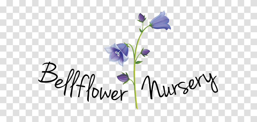 Bellflower, Plant, Blossom, Acanthaceae, Gladiolus Transparent Png