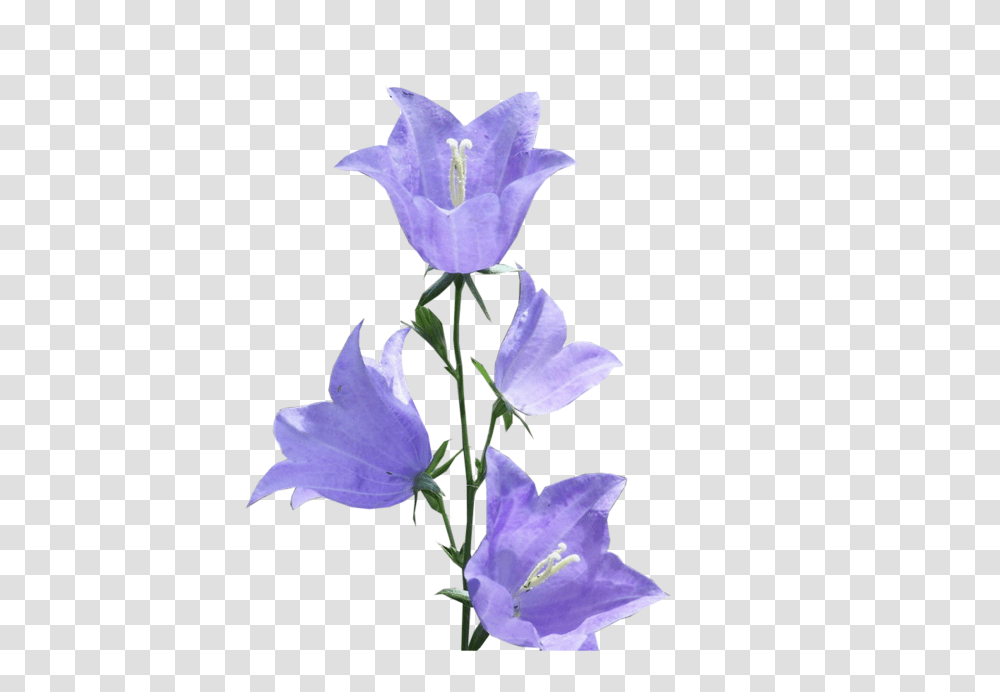 Bellflower, Plant, Blossom, Acanthaceae, Iris Transparent Png