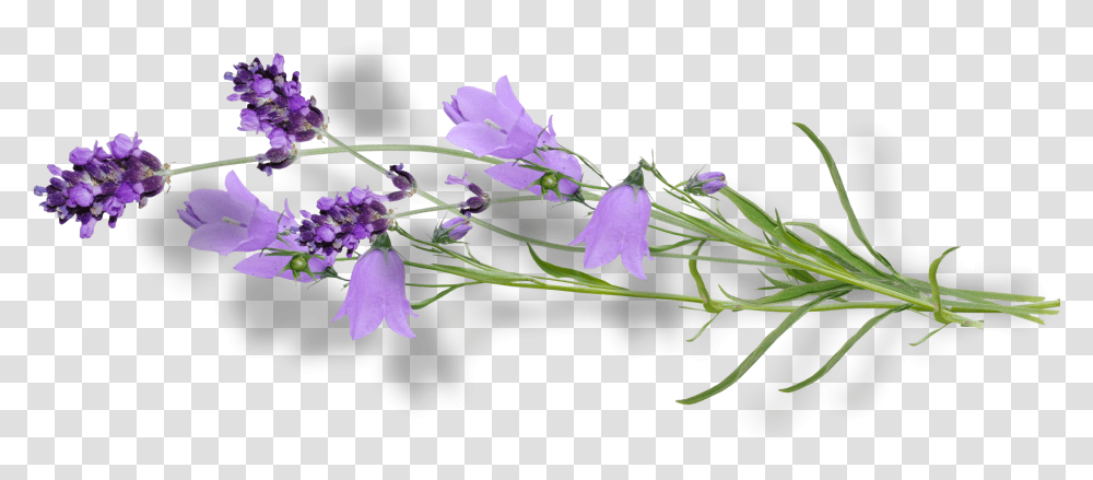 Bellflower, Plant, Blossom, Acanthaceae, Orchid Transparent Png