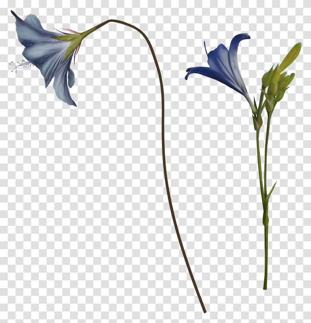 Bellflower, Plant, Blossom, Arrow Transparent Png