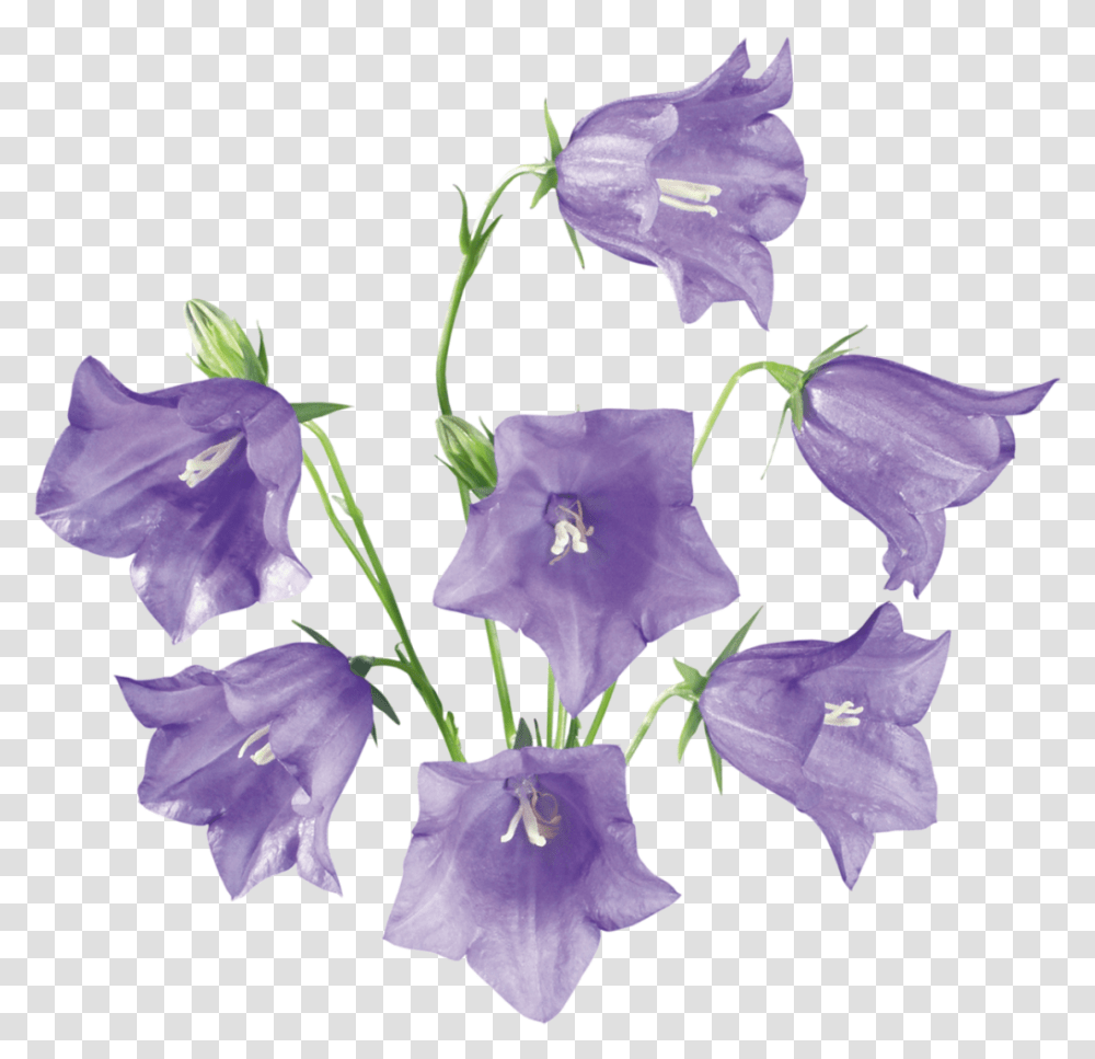 Bellflower, Plant, Blossom, Gladiolus, Iris Transparent Png