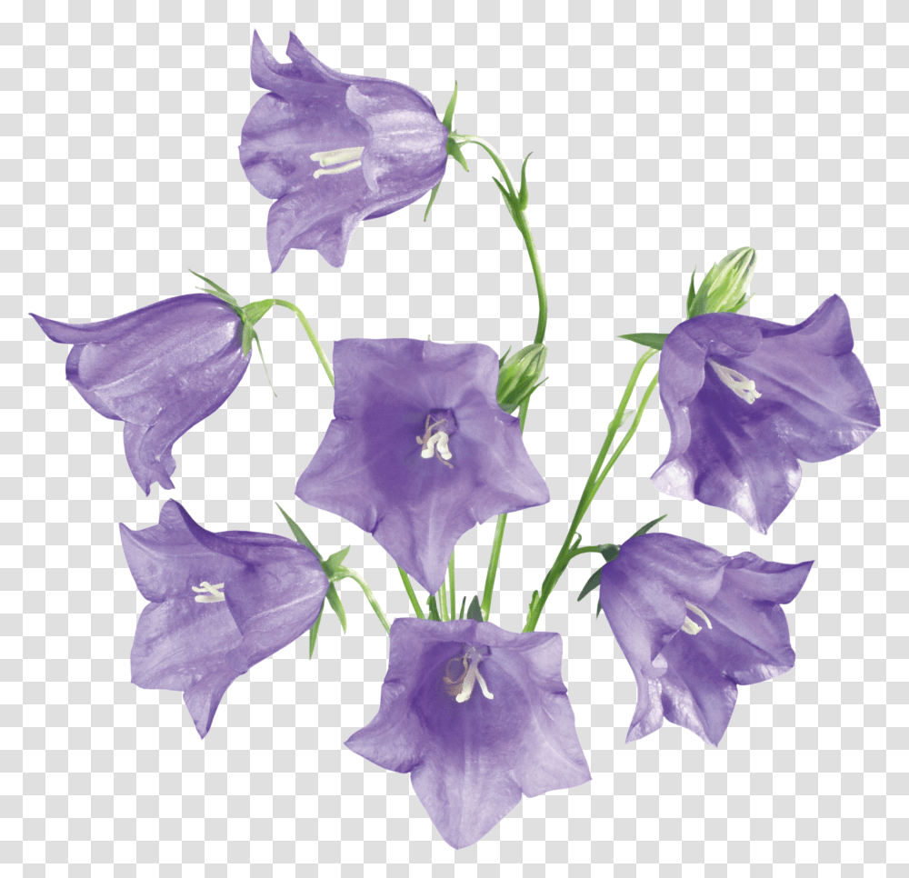 Bellflower, Plant, Blossom, Iris, Bird Transparent Png