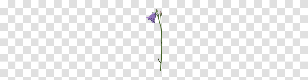 Bellflower, Plant, Blossom, Iris, Bow Transparent Png