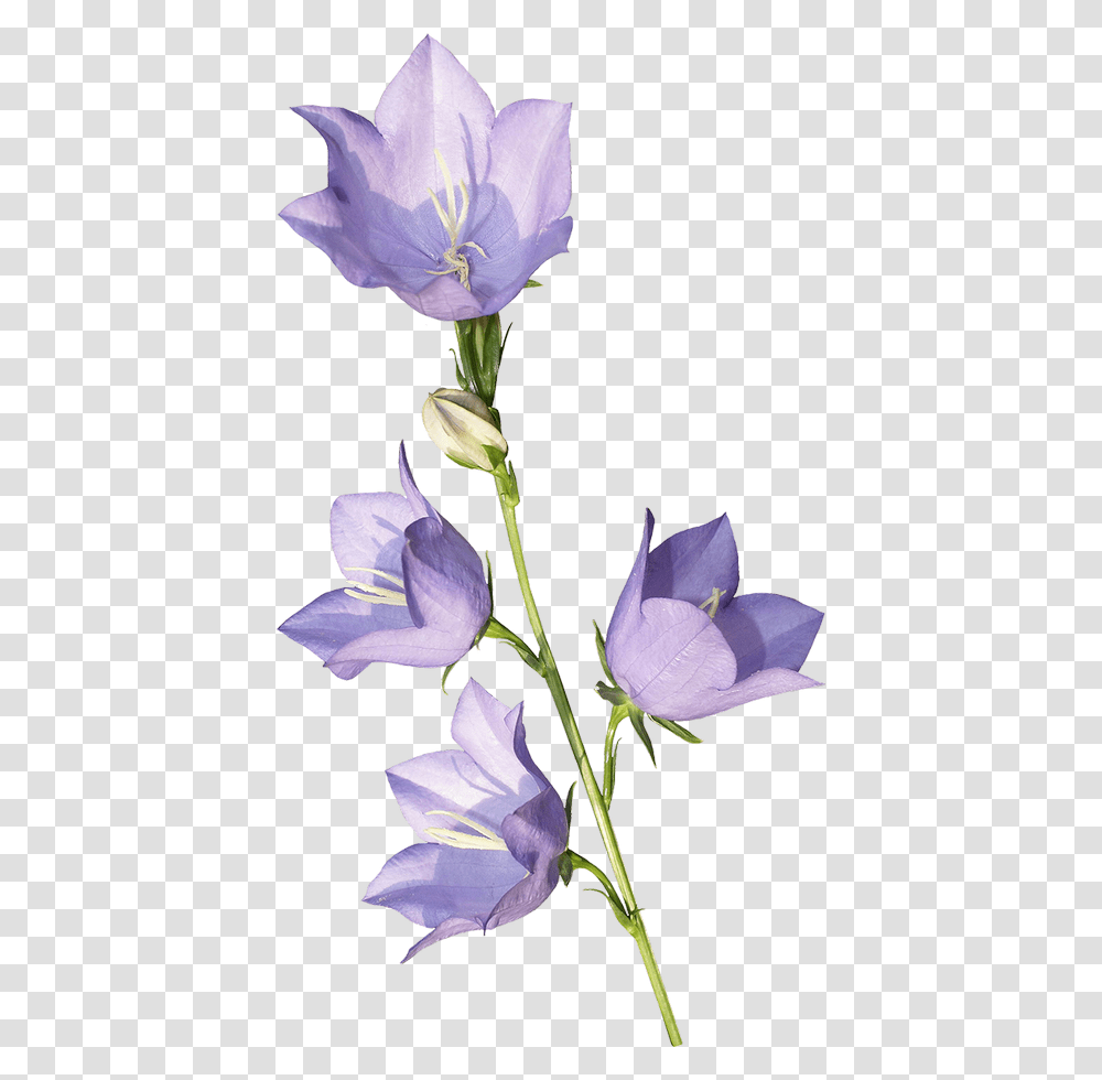 Bellflower, Plant, Blossom, Iris, Gladiolus Transparent Png
