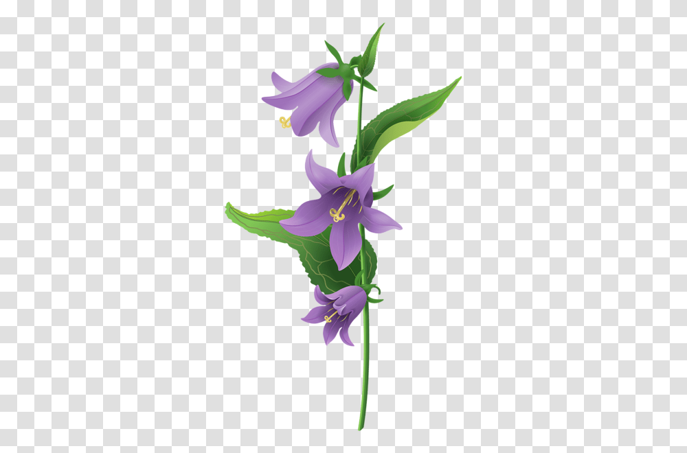 Bellflower, Plant, Blossom, Lily, Amaryllidaceae Transparent Png