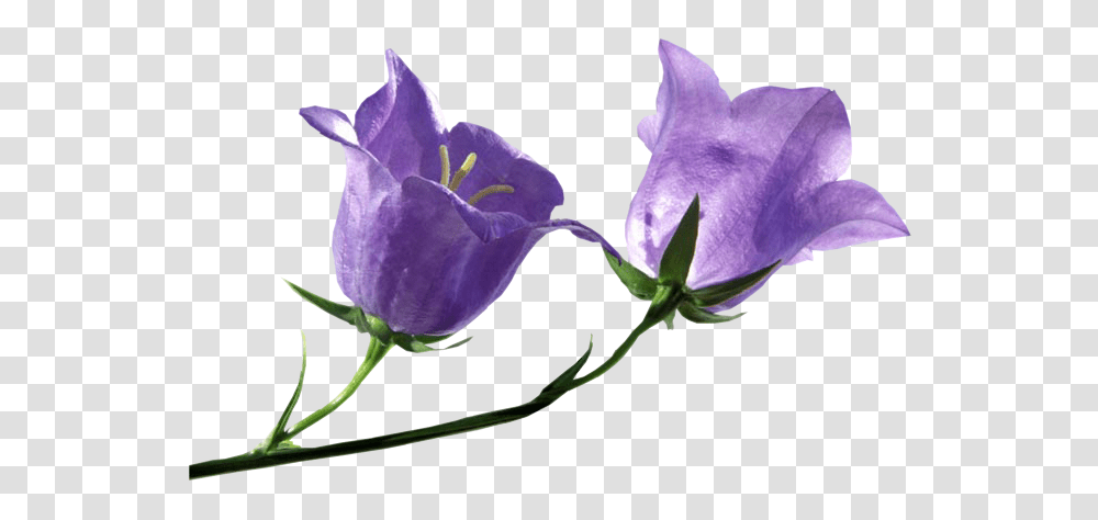 Bellflower, Plant, Blossom, Petal, Iris Transparent Png