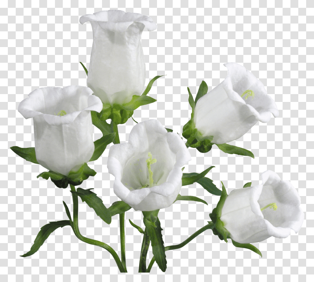 Bellflower, Plant, Blossom, Petal, Rose Transparent Png