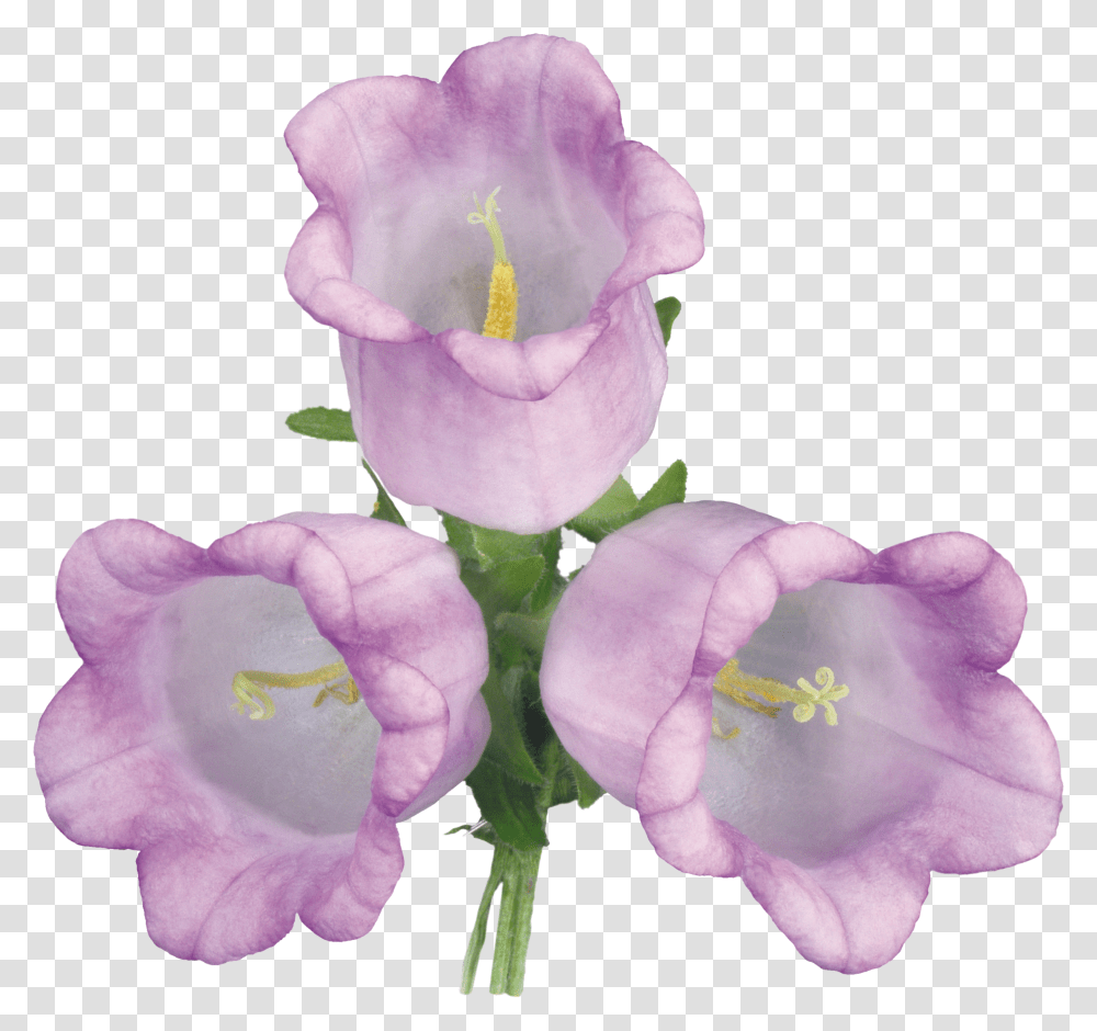 Bellflower, Plant, Blossom, Rose, Geranium Transparent Png