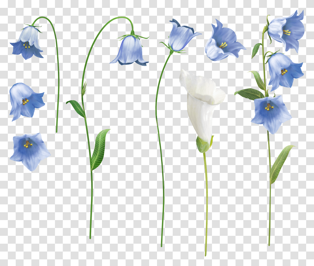 Колокольчик цветок на прозрачном фоне