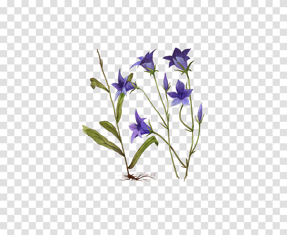 Bellflower, Plant, Iris, Blossom, Acanthaceae Transparent Png