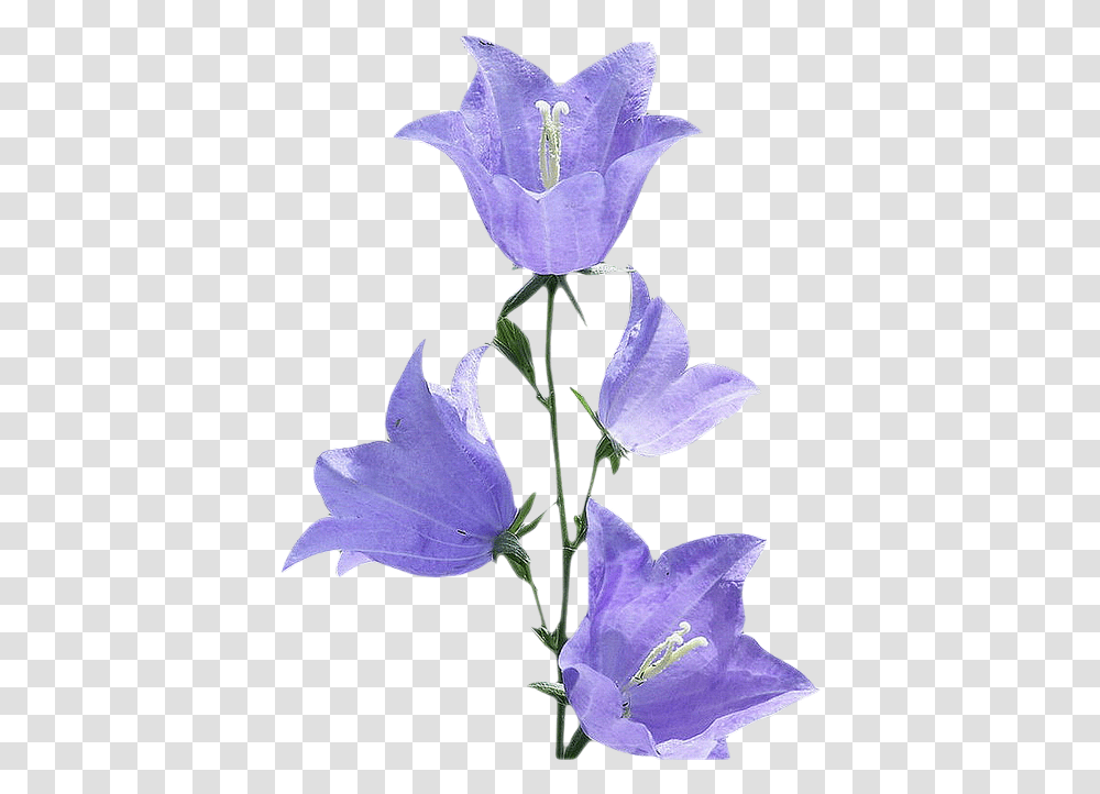Bellflower, Plant, Iris, Petal, Anther Transparent Png