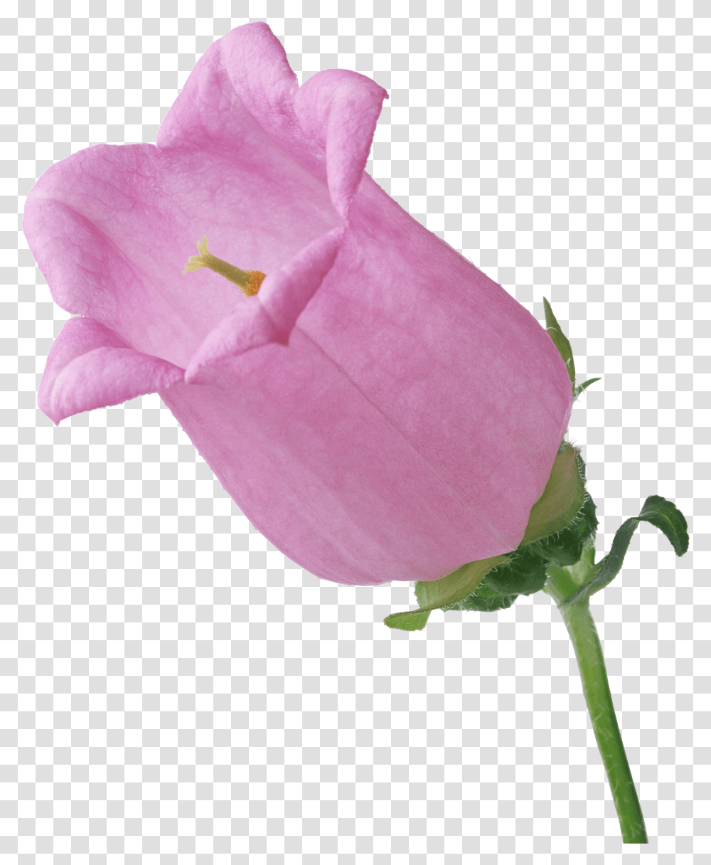Bellflower, Plant, Petal, Blossom, Rose Transparent Png