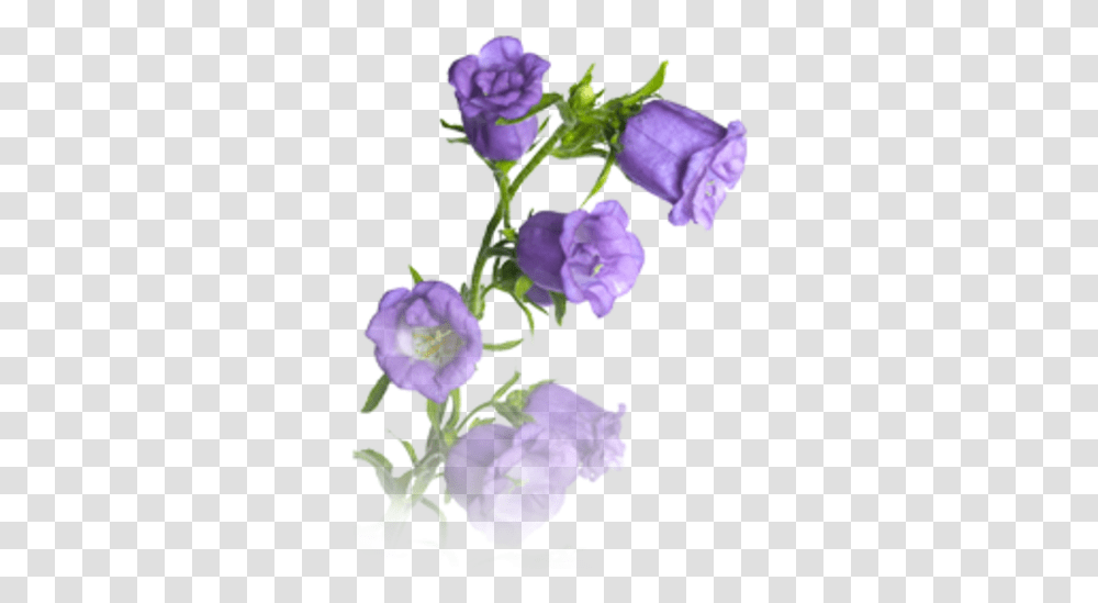 Bellflower Purple Bell Flowers, Plant, Blossom, Iris, Foxglove Transparent Png