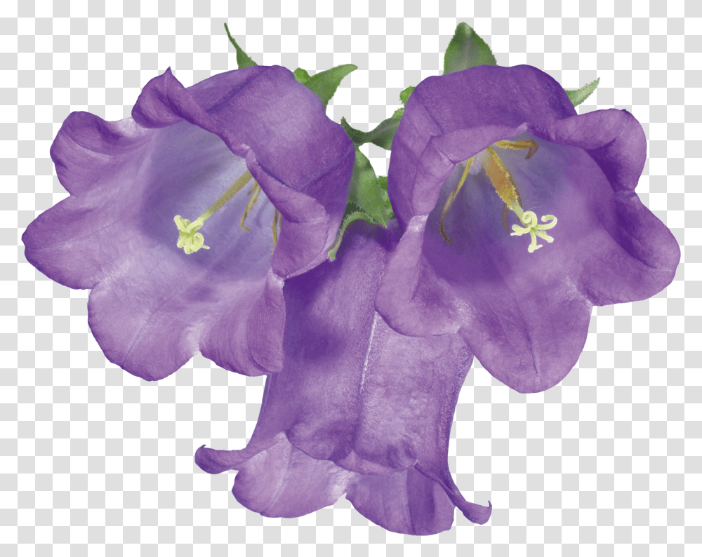 Колокольчик цветок на прозрачном фоне