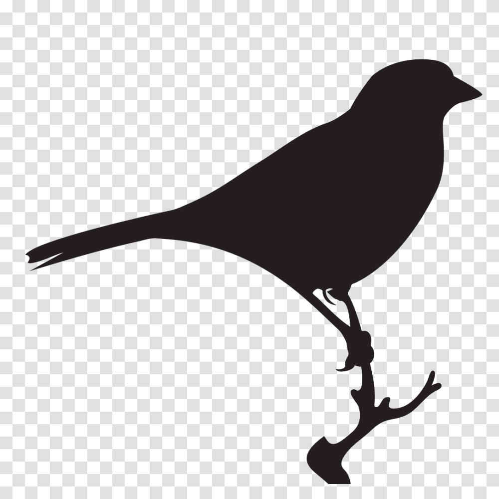 Bells Sparrow Overview All About Birds Cornell Lab Of Ornithology, Silhouette, Animal, Blackbird, Agelaius Transparent Png