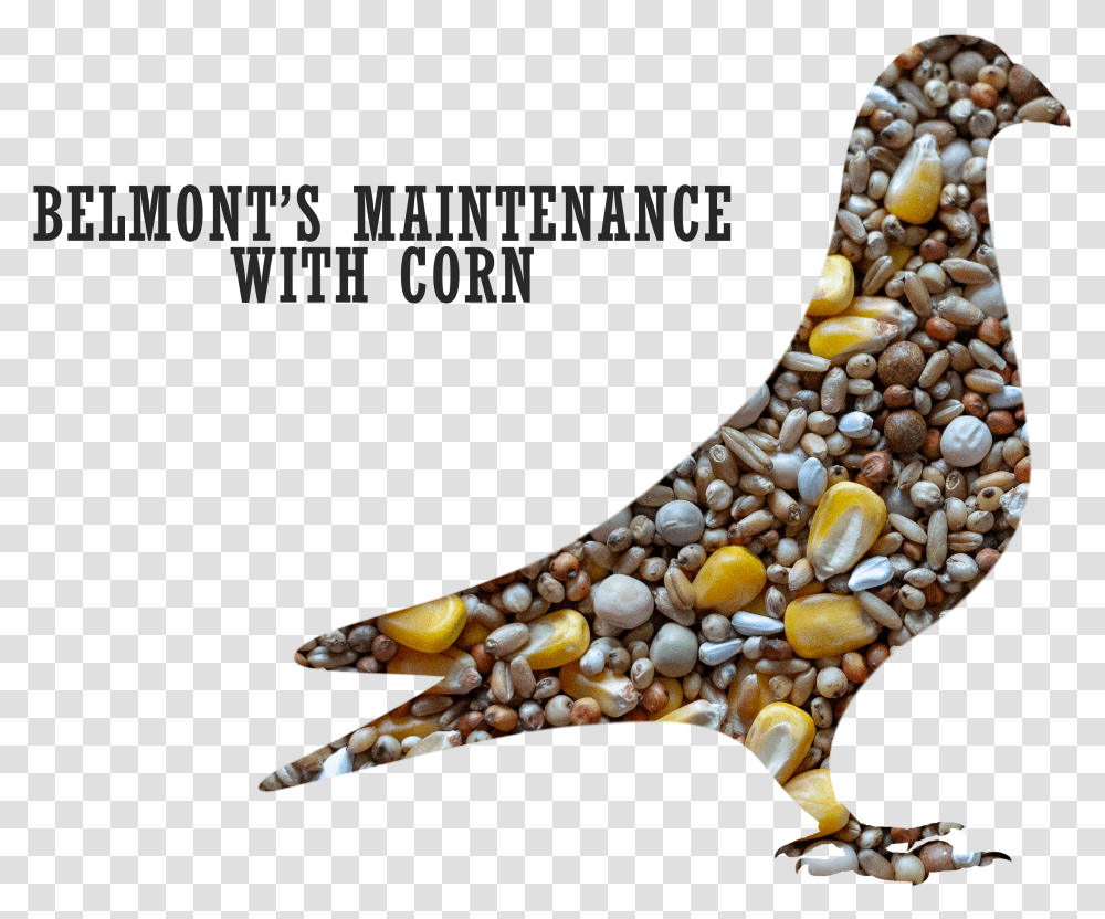 Belmont S Maintenance Pigeon Mix With CornTitle Maintenance Feeds For Pigeon Transparent Png
