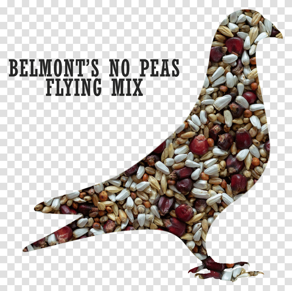 Belmont S No Peas Flying Pigeon MixTitle Belmont Flyingpigeon Transparent Png