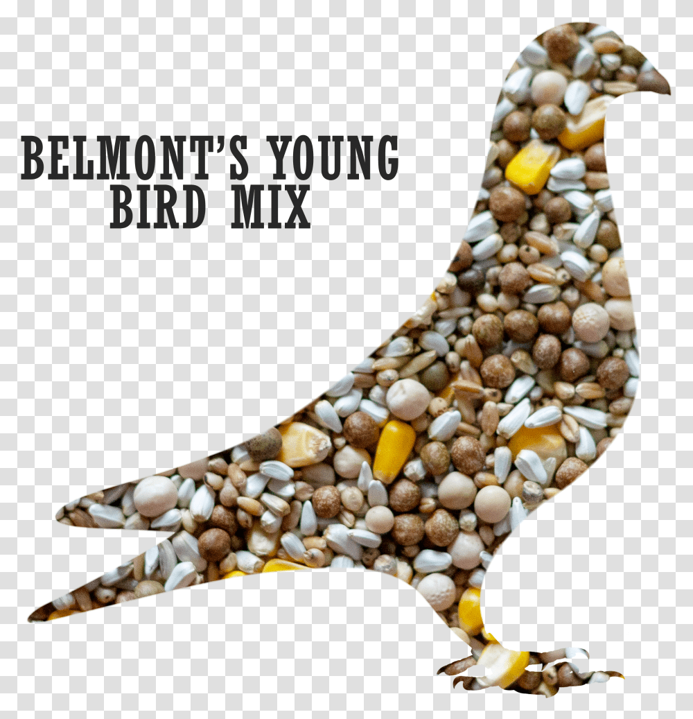Belmont S Young Bird Pigeon MixTitle Belmont S Young Pigeons And Doves Transparent Png