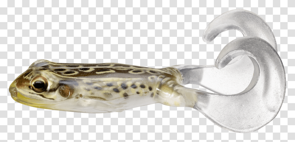 Beloniformes, Fish, Animal, Snake, Reptile Transparent Png