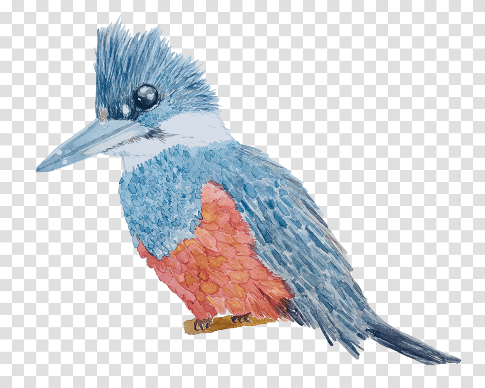 Belted Kingfisher Download Belted Kingfisher, Bird, Animal, Jay, Blue Jay Transparent Png