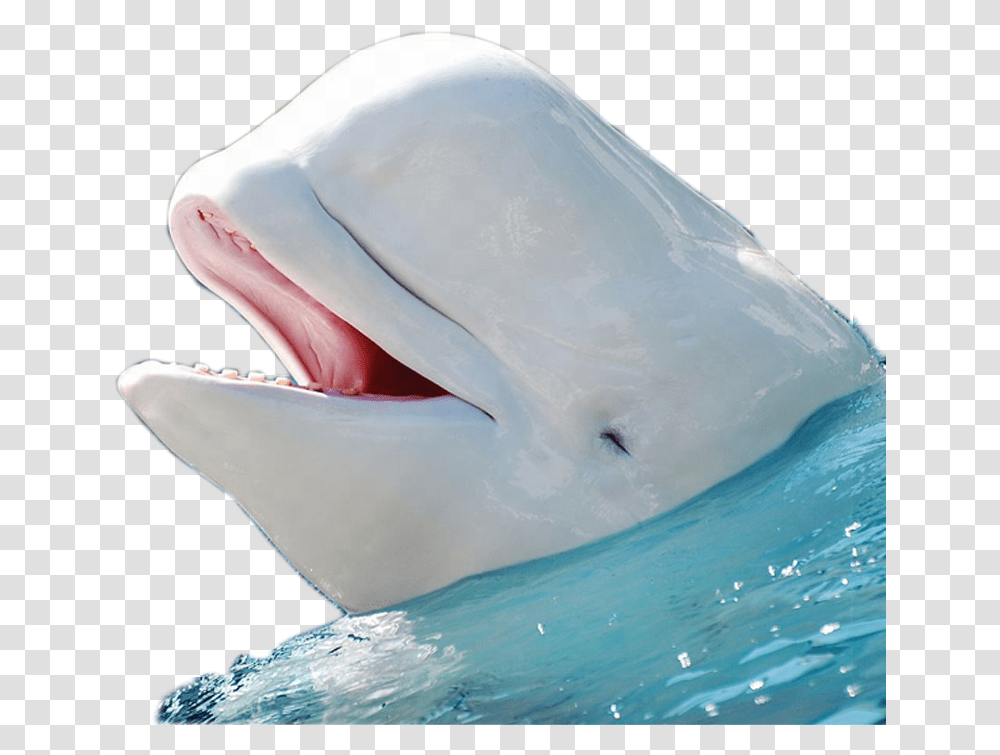 Beluga Whale No Background, Sea Life, Animal, Mammal, Dolphin Transparent Png