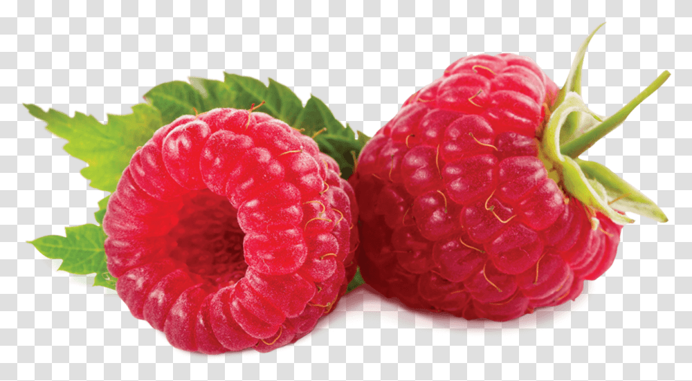 Beneficios De La Mora Download Fumari Raspberry Swirl, Fruit, Plant, Food, Rose Transparent Png