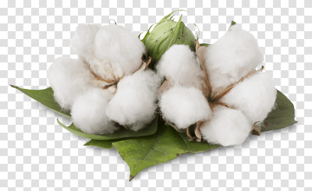 Benefits Of Cotton Plant Download, Snowman, Winter, Outdoors, Nature Transparent Png