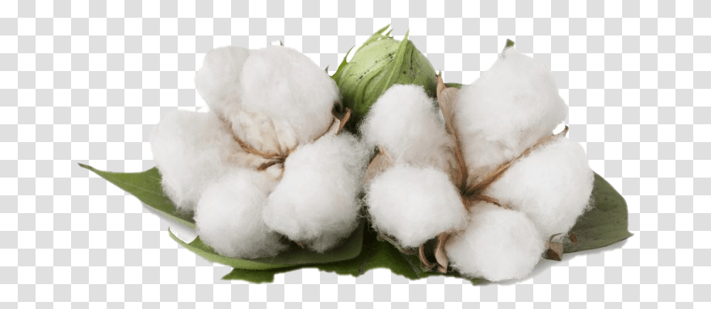 Benefits Of Cotton Plant, Snowman, Winter, Outdoors, Nature Transparent Png
