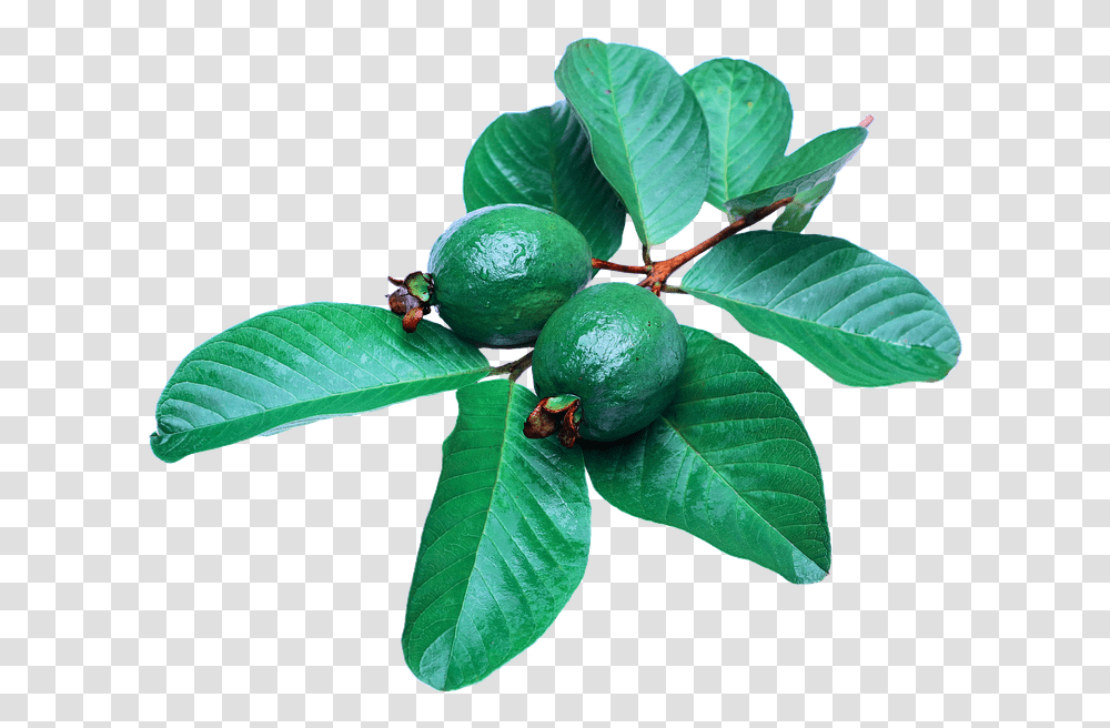 Benefits Of Guava Leaves For Hair, Leaf, Plant, Lime, Citrus Fruit Transparent Png