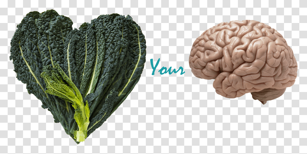 Benefits Of Kale Amp Your Brain Real Brain Transparent Png