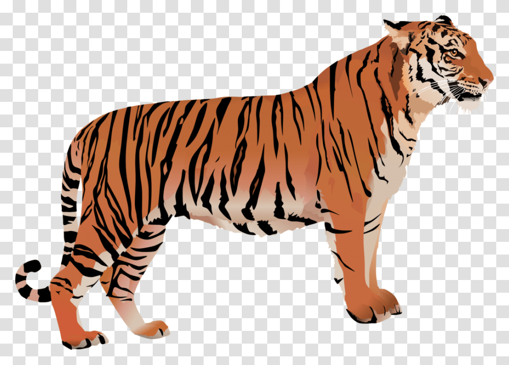 Bengal Cat Bengal Tiger White Tiger Clip Art Tiger With White Background Clipart, Zebra, Wildlife, Mammal, Animal Transparent Png