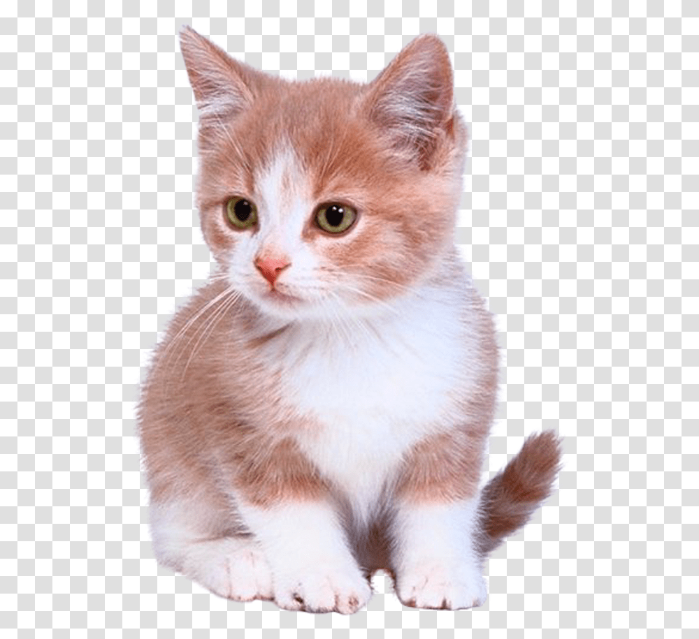 Bengal Cat Kitten Puppy Dog Cuteness Laser Pointer For Cats, Pet, Mammal, Animal, Manx Transparent Png