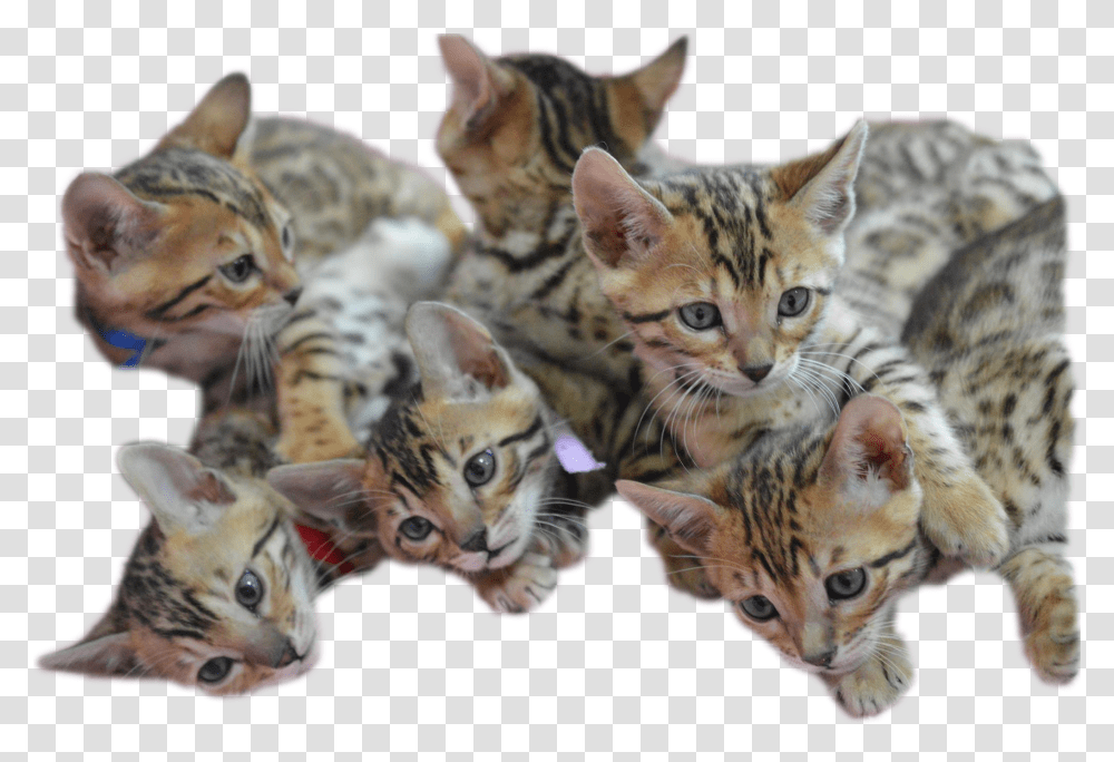 Bengal Kitten, Cat, Pet, Mammal, Animal Transparent Png