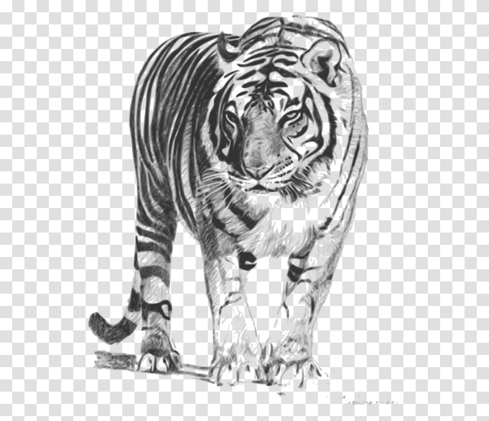 Bengal Tiger, Animals, Mammal, Wildlife, Zebra Transparent Png