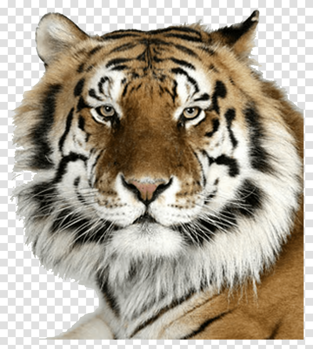 Bengal Tiger Bengal Tiger, Wildlife, Mammal, Animal, Panther Transparent Png