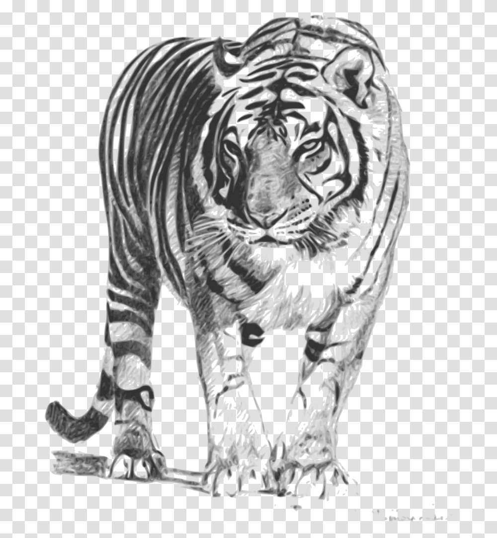 Bengal Tiger Royal Bengal Tiger Sketch, Animal, Mammal, Wildlife Transparent Png