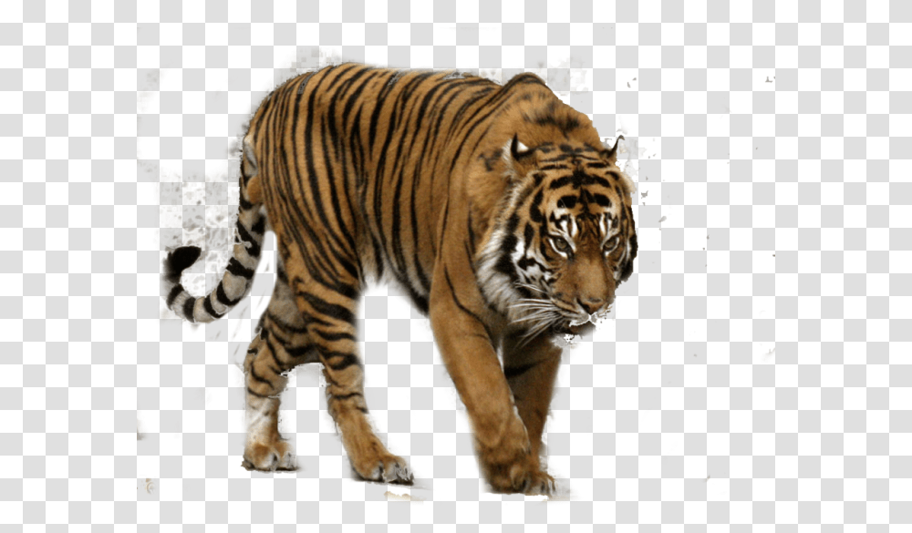 Bengal Tiger Sumatran Tiger, Wildlife, Mammal, Animal Transparent Png