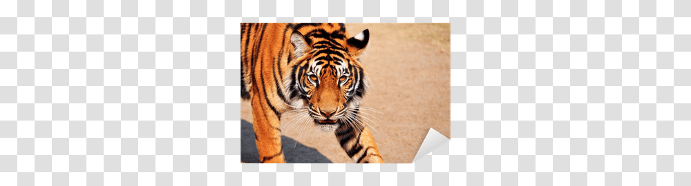 Bengal Tigers V Bengal Tiger, Wildlife, Mammal, Animal Transparent Png