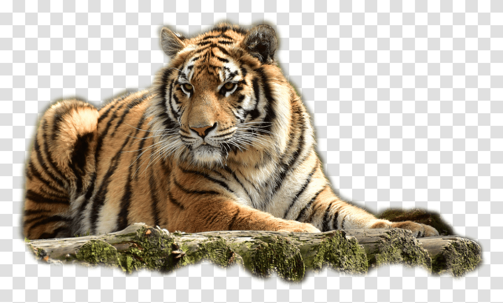 Bengaltiger 960, Animals, Wildlife, Mammal Transparent Png