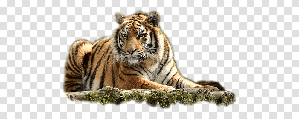Bengaltiger Animals, Wildlife, Mammal Transparent Png