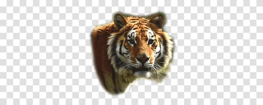 Bengaltiger Animals, Wildlife, Mammal Transparent Png