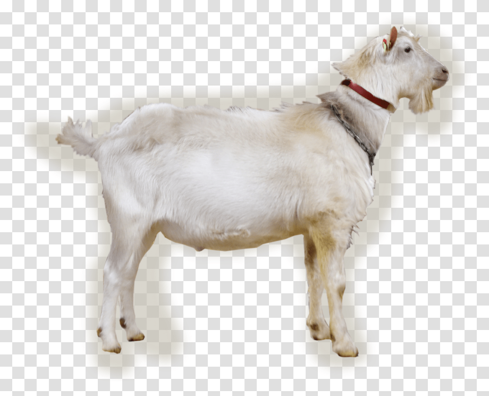 Benjamin Goat, Mammal, Animal, Dog, Pet Transparent Png
