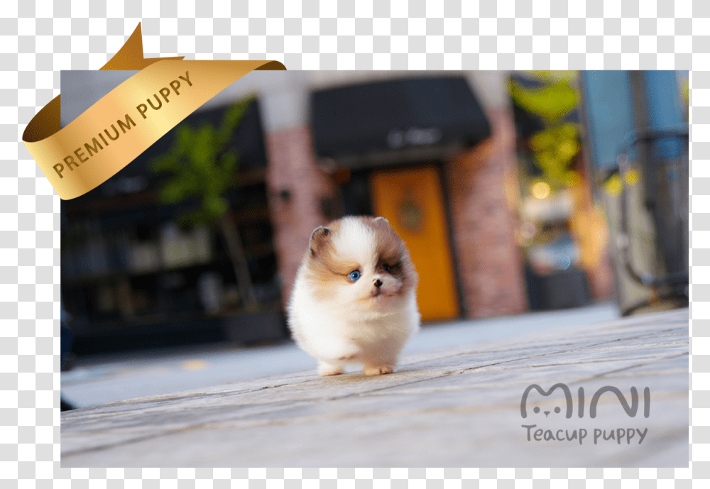Benny Teacup Puppy, Cat, Pet, Mammal, Animal Transparent Png