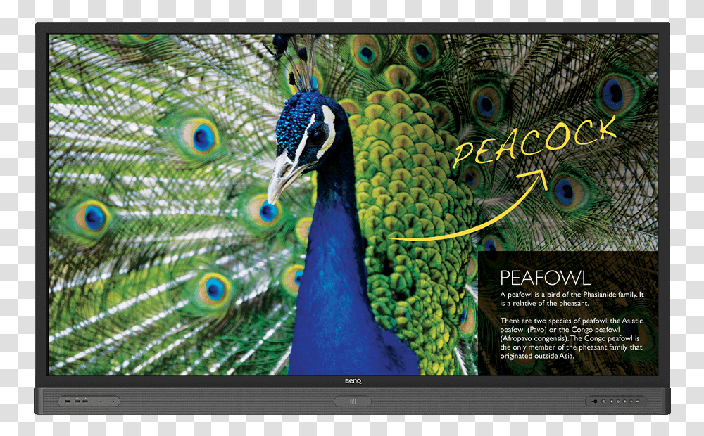 Benq Rp860s Education Interactive Flat Panel, Bird, Animal, Monitor, Screen Transparent Png