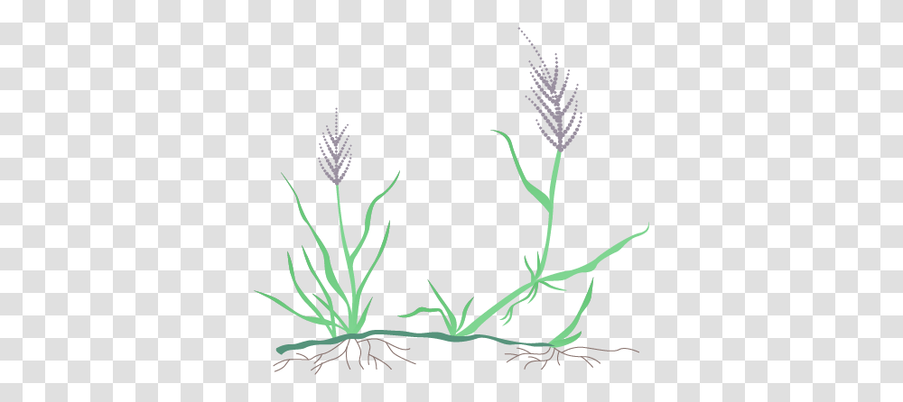 Bentgrass, Plant, Lawn, Flower, Agropyron Transparent Png